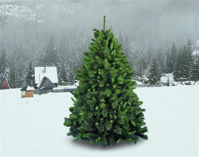 GIOCOPLAST NATALE SP - GCP29908485 ALBERO GERMOGLIATO CM.180 CON 1042 RAMI